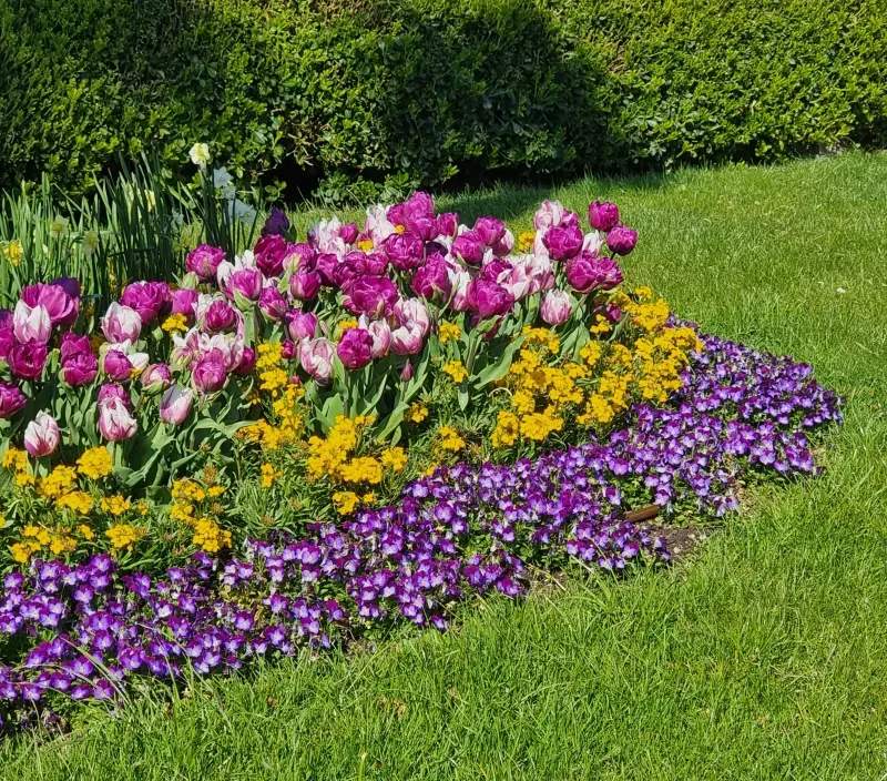 芝生の施工・管理